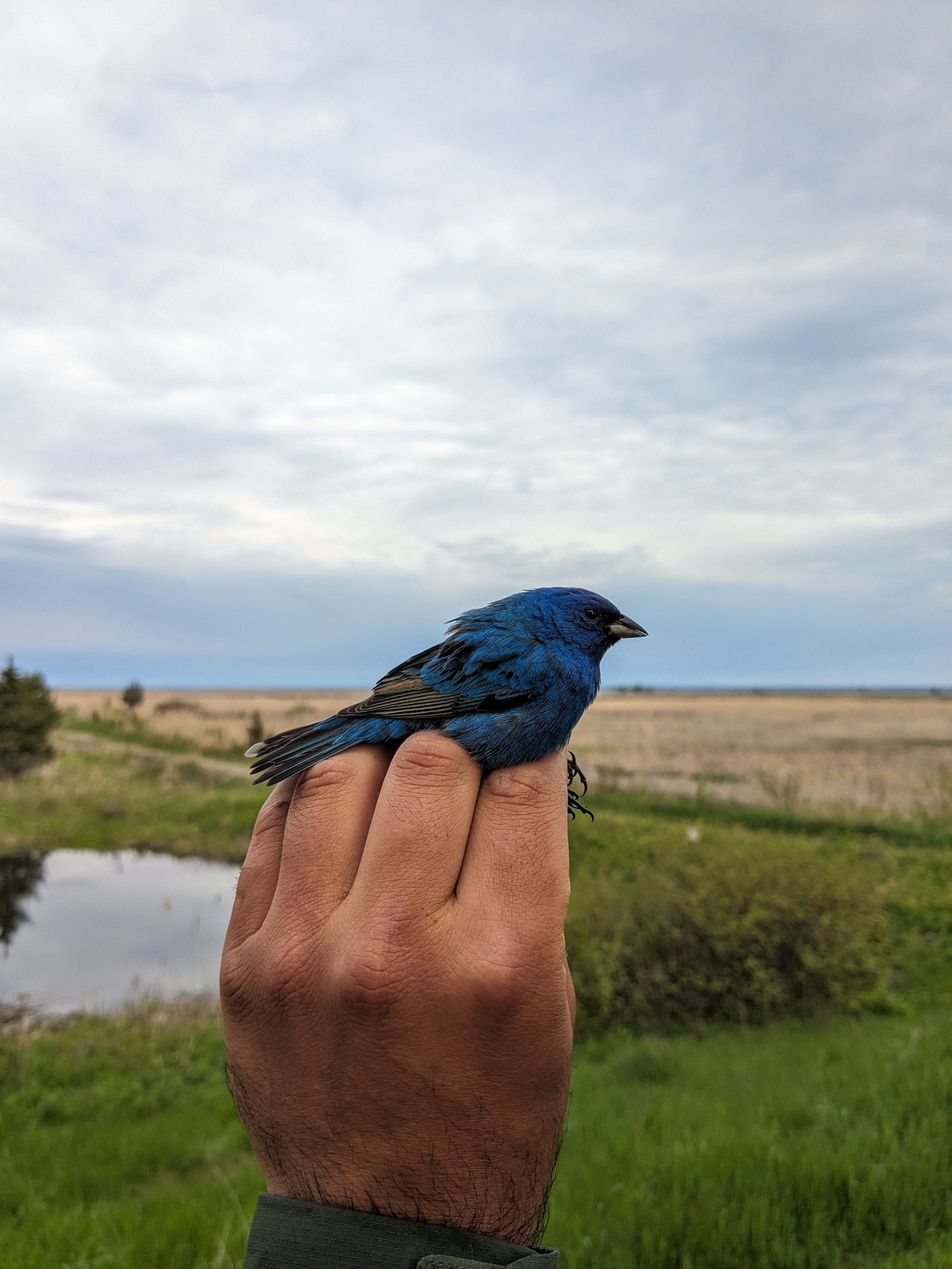 Indigo Bunting